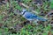 A Blue Jay picks a seed off the ground