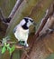 Blue Jay says, `Only shoot my good side!`