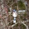 Blue Jay sitting alone on a tree branch just after a storm