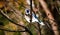 Blue Jay sitting alone on a tree branch just after a storm