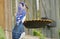 Blue Jay Song Bird with Tail Feathers Spread Out on Yellow Sunflower Bird Feeder Dish