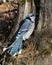 Blue Jay Stock Photo. Blue Jay perched on a tree stump with a forest background in the forest environment and habitat. Image.