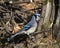 Blue Jay Stock Photo. Blue Jay perched on a tree stump with a forest background in the forest environment and habitat. Image.