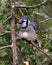 Blue Jay Stock Photos. Blue Jay close-up profile view perched on a branch with a cedar needle tree background in its wild