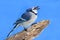 Blue Jay On A Stump