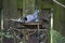 Blue Jay Taking Splashing in a Backyard Birdbath with Wet Feathers