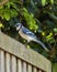 Blue jay on a wooden fence in Dallas, Texas.