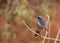 Blue jays were hanging around the picnic area in Snow Canyon state park Utah, hoping to pick up any crumbs that picnickers left