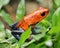 Blue jeans or strawberry poison dart frog