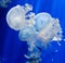 blue jellyfish