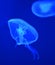 Blue Jellyfish