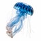 blue jellyfish isolated on the white background. Jellyfish floating in the water. generative ai