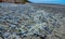 Blue jellyfish VELELLA sp., taken ashore by storm, on the shores of the Pacific Ocean in Olympic National Park, Washington