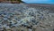 Blue jellyfish VELELLA sp., taken ashore by storm, on the shores of the Pacific Ocean in Olympic National Park, Washington