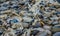 Blue jellyfish VELELLA sp., taken ashore by storm, on the shores of the Pacific Ocean in Olympic National Park, Washington