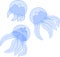 Blue jellyfishes or Aurelia aurita on white background