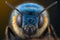 blue jewel bee, Closeup of face fluffy head of bee. Generative AI