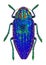 Blue jewel beetle from Madagascar (Polybothris sumptuosa gema)
