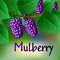 Blue, juicy, sweet mulberries on a branch for your design. Vector