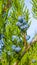 Blue juniper berries on a branch close up