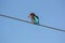 Blue King Fisher on electric cable 1