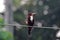 Blue King Fisher on electric cable