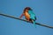 Blue King Fisher on electric cable 2