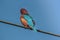 Blue King Fisher on electric cable 3
