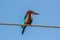 Blue King Fisher on electric cable 4