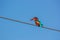 Blue King Fisher on electric cable 5