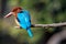 Blue Kingfisher bird, on a branch, beak left