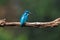 Blue kingfisher waiting the prey in the branch