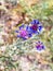 blue knapweed flower on meadow in Cappadocia