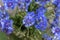 Blue knapweed flowers top view. Beautiful wild bluet flower. Seasonal wild summer flowers