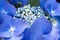 Blue Lace Cap Hydrangea