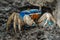 Blue land crab