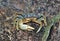 Blue Land Crab Cardisoma Guanhumi