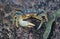 Blue Land Crab Cardisoma Guanhumi