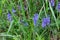 Blue large speedwell blooming in the grass, also called Veronica teucrium or grosser ehrenpreis