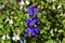 Blue larkspur