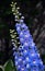 Blue Larkspur Delphinium with white flower center