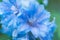 Blue Larkspur flower after a rain close up
