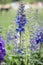 Blue larkspur flowers, Delphinium elatum