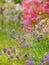 Blue lavender flowers with pink penstemons in background