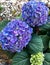 Blue and Lavender Hyacinths