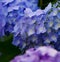 Blue and Lavender Hydrangea in Japan