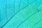 Blue leaf with viens background