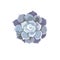 Blue leaved Echeveria Lilacina or Lola on white isolated background, isolated oil painted Succulent Echeveria in Flat design style