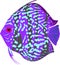 Blue leopard discus fish