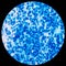 Blue leukocyte